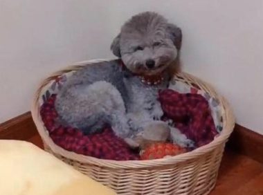 网民给贵宾犬吃完个番茄，它躲在窝内悄悄笑，有那么美味吗？