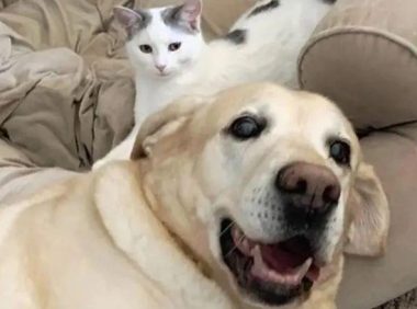 小猫被邻居遗弃，却被家中狗狗带回家：铲屎的看我多讲义气