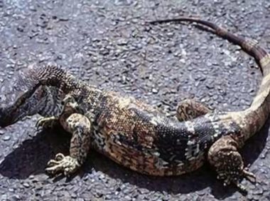 白喉巨蜥身份信息