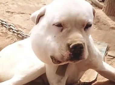 狗狗嘴唇肿了个硬包，认为偷食生鸡蛋，用劲戳下来后，赶忙送诊