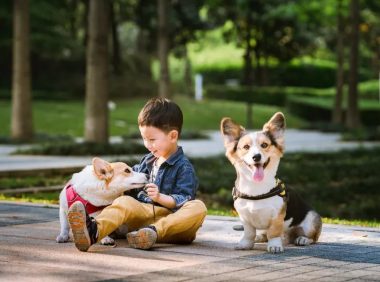 可怜狗狗被弃校门口纸箱内,箱上纸条解释原因,读完后感动又无奈