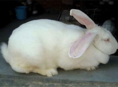 哈白兔身份信息