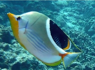 鞭蝴蝶鱼身份信息