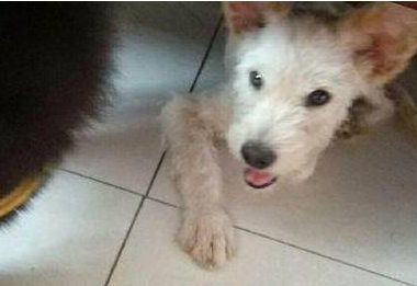 草坪上看到只流浪狗，自家狗狗好像看上了人家，女孩牵都牵不走