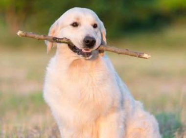 狗狗之间的感情也太让人感动了吧，生死不弃，我会一直陪着你