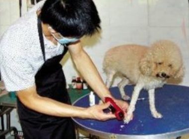 狗狗意外猝死 原因竟然是害怕被剃毛