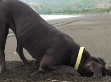 狗狗挖了个大洞,主人还以为狗狗贪玩,下一秒却拍手称赞,太帅啦