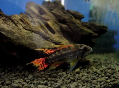 凤尾短鲷身份信息