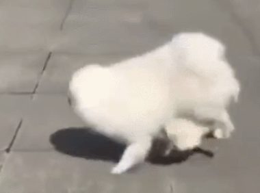 这狗狗教坏在碰瓷，个人行为还很浮夸，路人和狗都被吓傻了