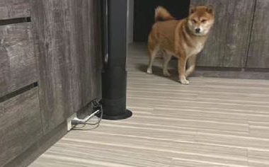 网友让柴犬去捉蟑螂，没想到它后退速率比主人还快，白种活你吧