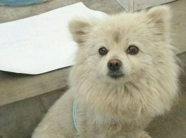 流浪犬被抛弃在小区,从趾高气扬到流离失所,狗狗一天比一天削瘦