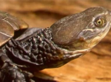 澳洲短颈龟身份信息