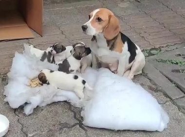 7只纯种比格犬,“连妈带儿”被遗弃街头,原主人是散财童子?
