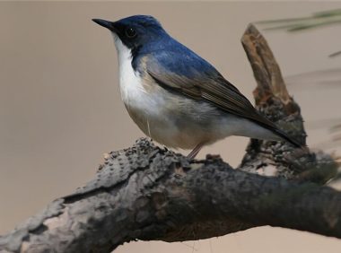 蓝歌鸲身份信息
