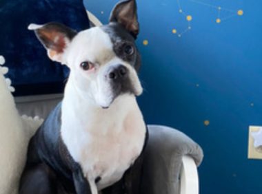 狗狗不停闯入婴儿房！妈妈将宝宝急送医院