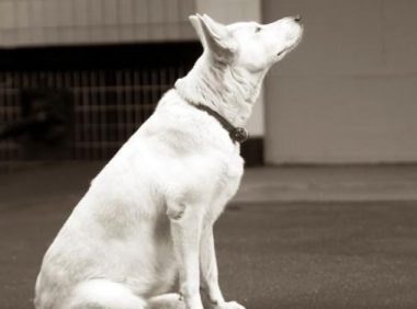 现实版“忠犬八公”，火车站苦等主人一年，好心人用爱将其感化