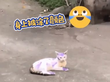 狗狗全身被涂满颜色，路人笑道：我们小时候也如此，它们早就习惯了