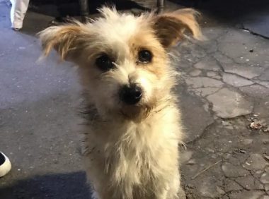 “无主”动物引发纠纷,流浪猫狗需被重视