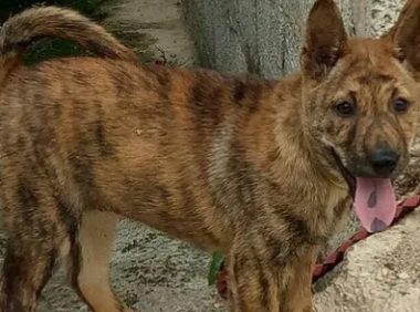没人要的田园虎斑犬被领养到国外，一段时间后，它竟然成了一个小明星！