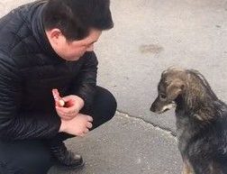 超有灵性流浪狗狗 先握手道谢再咬走食物