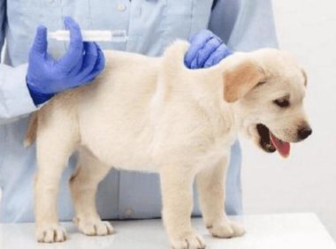 小狗体检多少钱 | 狗狗体检多少钱 医院的收费标准有偏差