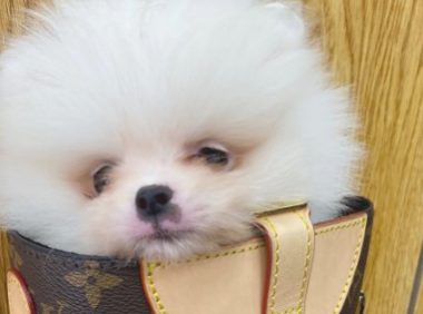 博美很喜欢跟主人家逛街,把它装在包内很便捷,狗:吸睛率太高