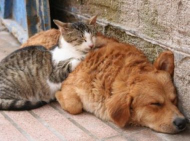 一小区多只猫狗离奇死亡？住户怀疑被投毒