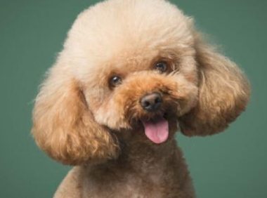 2月小泰迪爱追人+乱咬，还不知天高地厚追扑大狗，看得胆战心惊