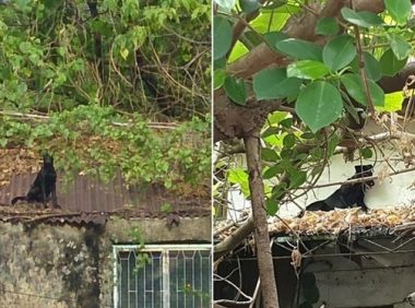 流浪狗被困在废弃宿舍屋顶7天 见人就跑 他却徒手爬树勇捞