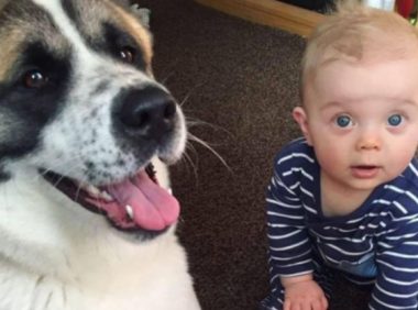 主人家怀孕期间小狗昼夜守卫,不愿确实救了她的命