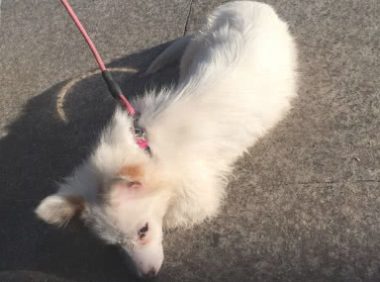 主人带着狗狗出去,骗狗狗说玩躲猫猫游戏,躲人后就没出現了