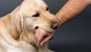 这究竟是怎么一回事?本该和谐的邻里关系,却被一只狗狗破坏。