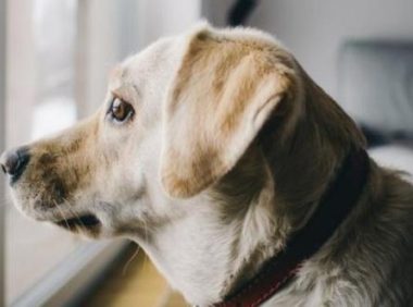 狗狗常见的心理,尤其最后一个,伤害很大!