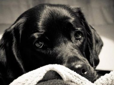 这只狗以为自己被抛弃，得了抑郁症，再见主人性格完全变了