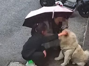 “从友善到凶恶,狗狗攻击事件:女子抚摸白色松狮犬遭袭击”