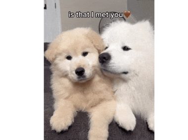 被萨摩耶带大的小狗,居然逐渐耶化…长大后变黄毛版微笑天使!