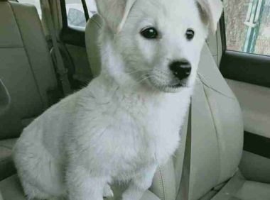 隔壁邻居嫌狗狗种类不良就丢弃,小宝贝冷得打哆嗦,主人:总之不花钱