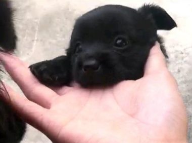 流浪小奶狗偎依着互相供暖，店家见到嫌碍事，拎起扫把就一顿胖揍