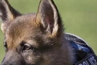 警犬在训练过程中,打起了瞌睡:不听不听,乌龟念经