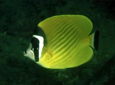 黑尾蝶身份信息