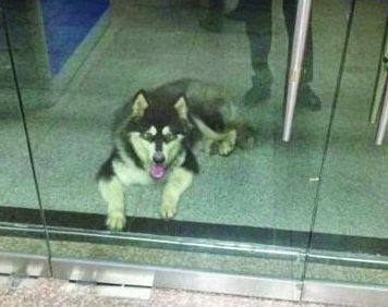 有困难找警察 阿拉斯加雪橇犬走丢自己“报案”