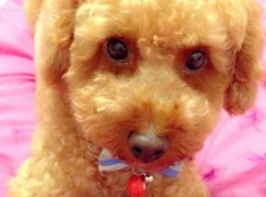 带小狗散步被大狗追,追到家里咬死一只,主人无法接受对方道歉