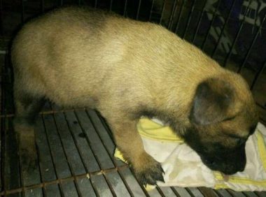 盆友送我狗狗我没要,掏钱去老婆婆那边买来只,盆友都说我被骗