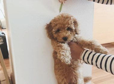 主人给小泰迪量身高，它却有意垫脚又仰头，狗：相亲约会的吗？过多点！