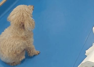 主人给17岁贵宾犬安乐死，它目不转睛看了家人很久很久，太诛心