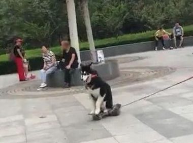 哈士奇喜爱滑滑板，主人家就牵着滑板遛二哈，这遛狗方法真时尚