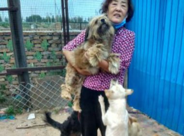 “我的狗狗还能挺过去吗？”！老人哭着求人救狗，模样让人心酸…