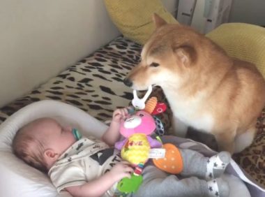 小主人出世后，想不到柴犬愈来愈忙，还能教宝宝玩手机