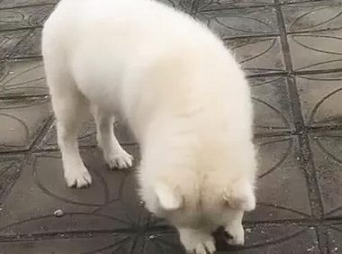 女子在天台遛猫遛狗，却发觉狗狗不太一样了