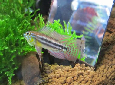 酋长短鲷身份信息